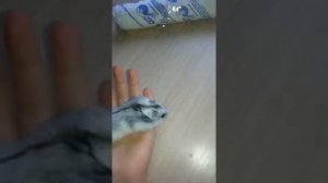 Видео-обзор на моего джунгарика(бешеный хомяк)