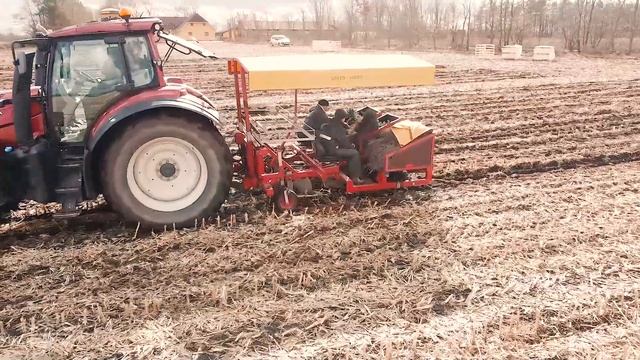 Пихта Нордмана. Дания. Высадка саженцев 2021. Елочный бизнес. смотреть онлайн