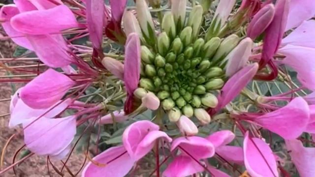 Cleome Spinosa in malayalam смотреть онлайн
