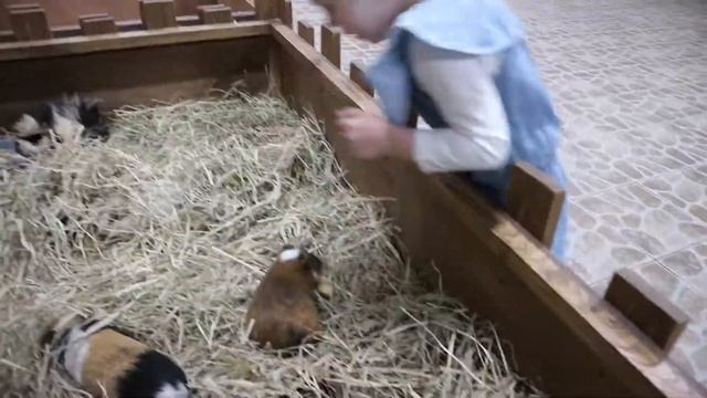 Передаем ПРИВЕТЫ/ЕНОТИЯ/Контактный ЗООПАРК смотреть онлайн