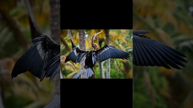 Африканская змеешейка смотреть онлайн