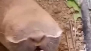 Так выглядит Слепыш