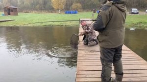 Форель на «бобриный хвост»