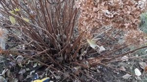 Обрезка древовидной гортензии для омоложения куста