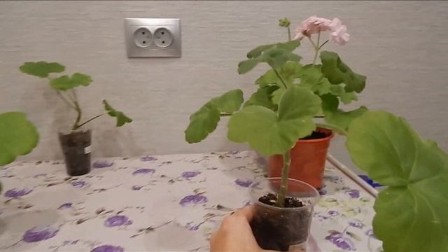 Прищипка и формирование черенка пеларгонии смотреть онлайн