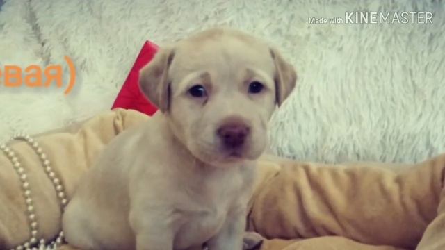 Фотосессия для щенков лабрадора! смотреть онлайн