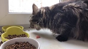 Мэйн-Кун ест сырое мясо