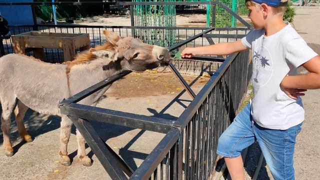 Парк Львов Тайган смотреть онлайн