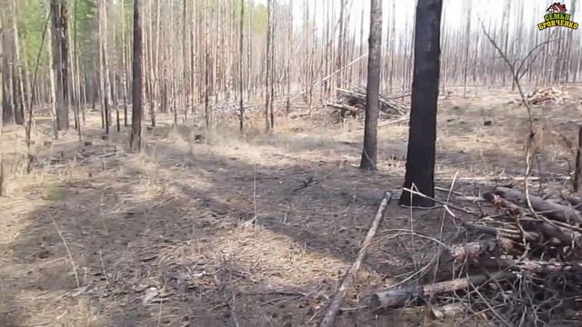 В лес за шишками и хвоей для клубники. Время с детьми. (04.20г.) Семья Бровченко. смотреть онлайн