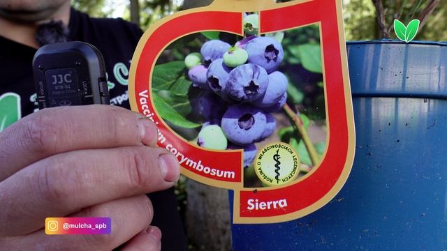 Голубика «Сиерра», ориг. название «Sierra»