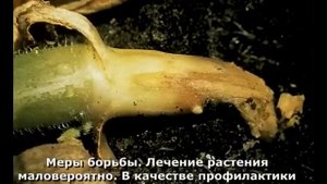 Болезни огурцов