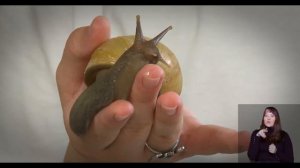 Уроки настоящей дружбы. Улитки.