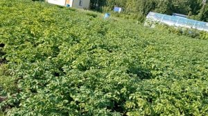 картофельная ботва