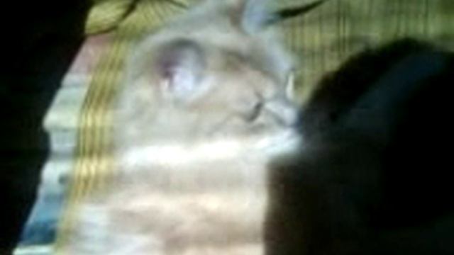 Пушок наглеет смотреть онлайн