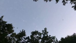 Полёт летучих мышей
