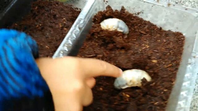 Stag Beetle Larvae Go Back Under For Three More Months смотреть онлайн