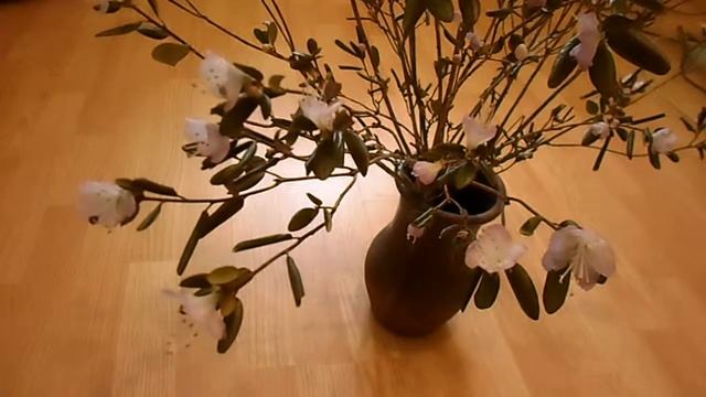 Багульник розовый смотреть онлайн