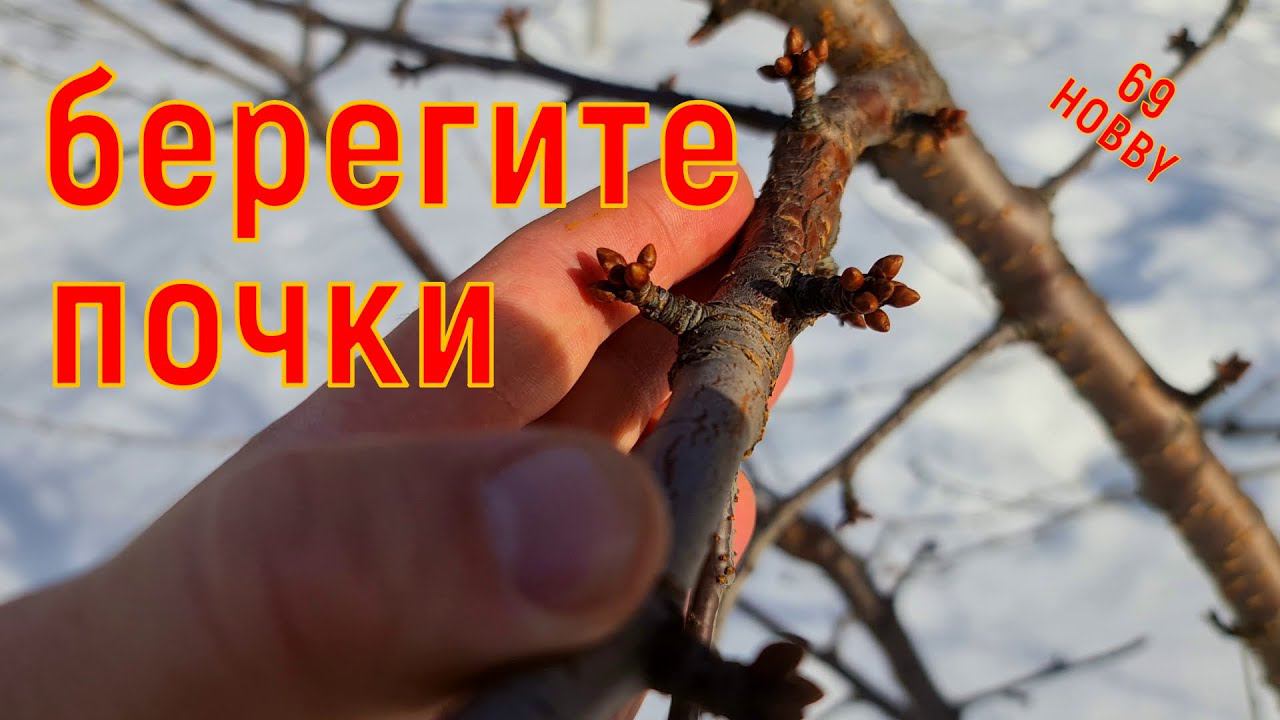 НЕ ПЕРЕПУТАЙТЕ! Как выглядят плодовые почки на разных деревьях в саду