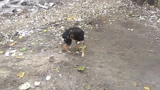 Погоня за хвостом. смотреть онлайн