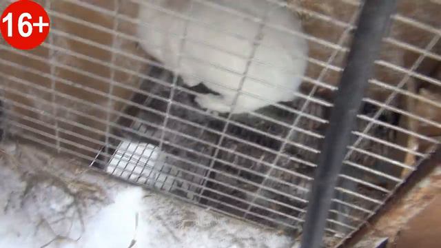 16+ 🐰 🐇Разведение кроликов🐰 🐇!❄️Окрол в январе❄️!! Обзор Европейских кроликов!! Содержание кроликов