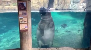 Hippo Fiona is Now 3 - Cincinnati Zoo