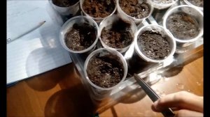 ОБРИЕТА ПОСЕВ И ВСХОДЫ КАК БЫСТО ВСХОДИТ ОБРИЕТА  ЯНВАТЬ 2020 ГОДА