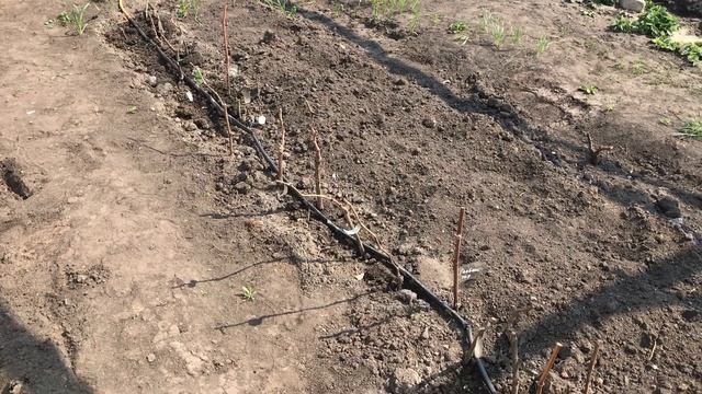 Двухлетние саженцы (доращивание однолетних кустов)