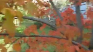 Декоративный японский клён,сравнение листочков с обычным клёном