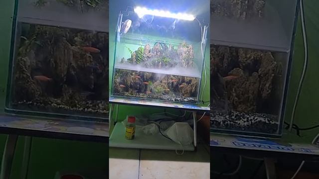 paludarium batu pasir