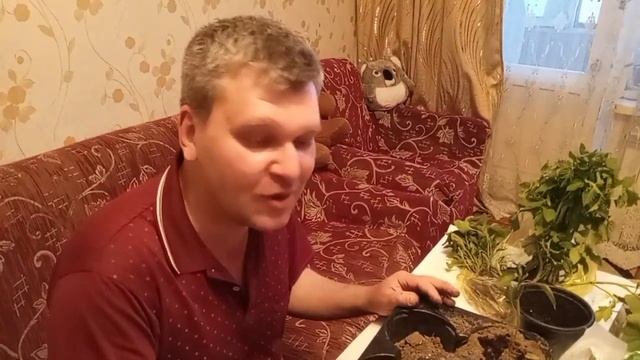 Сажаем помидоры, перец и огурцы. #огород #дачныесоветы #посадка