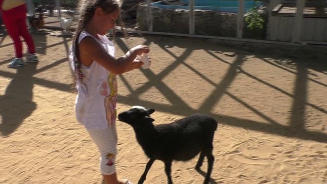 Челябинск - прогулка по Зоопарку - июль 2019 - часть 3 смотреть онлайн