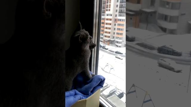 Забавные животные. Якудзэ ловит снежитки и крякает смотреть онлайн