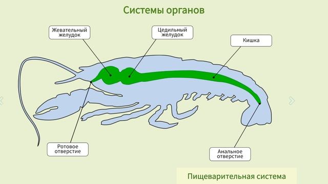 "Тип Членистоногие. Класс Ракообразные", Биология 7 класс, Сивоглазов