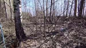 Заброшенное кладбище исчезнувшей деревни