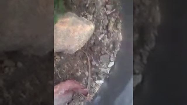 Ящерицы едят кузнечиков смотреть онлайн