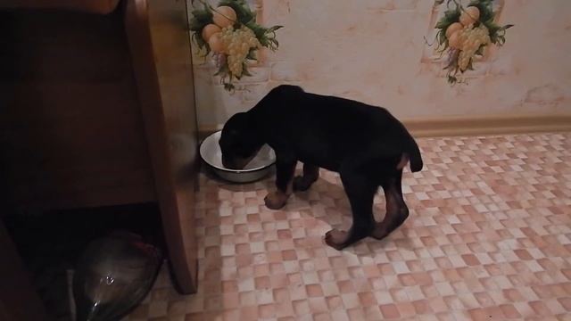 Доберман Рамзес первый день дома смотреть онлайн