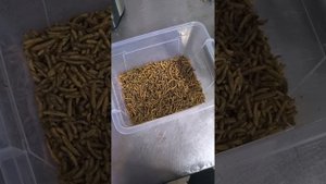 Черная львинка. часть 2 приготовление и сушка черной львинки