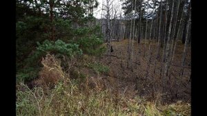 Среди сосен и елок таежный поселок | Подгорный Красноярский край | Путешествия