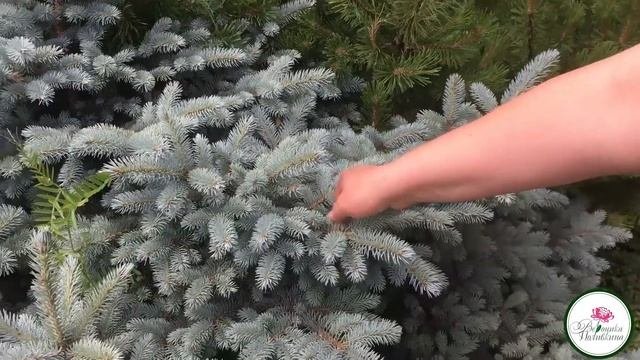 ХВОЙНЫЕ ДЛЯ НАЧИНАЮЩИХ