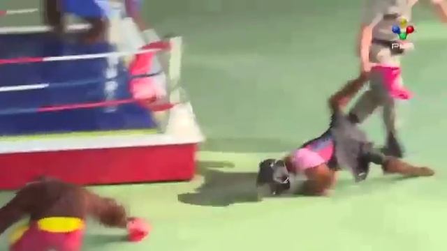 Бокс обезьян?? смотреть онлайн