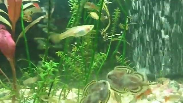 15.01.2012 Севелия Ложный Скат, дерутся.AVI смотреть онлайн