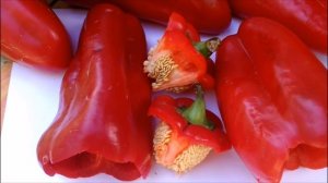 КАК СОБРАТЬ СЕМЕНА ПЕРЦА