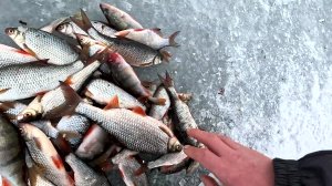 Зимняя рыбалка 2023  Ловля плотвы в феврале