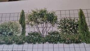 ЧТО ПОСАДИТЬ ВДОЛЬ ЗАБОРА: исправление ошибки.