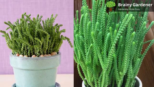 Watch Chain Plant: Tips for Care and Maintenance