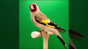 Красивый щегол