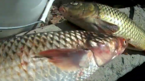 Осенняя рыбалка с лодки. Рогожкино. КЛЕВ,после БЕСКЛЕВИЯ. Хотели собираться домой,а тут ТАКОЕ.....