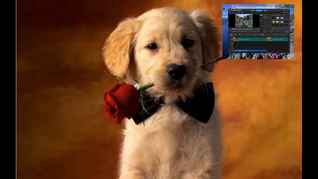 Пёс взорвался в Skype-(bobik). смотреть онлайн