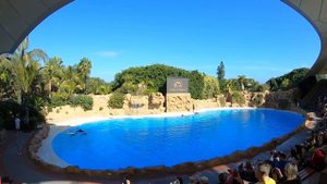 Лоро Парк. Тенерифе. Шоу косаток! Один из лучших зоопарков мира!