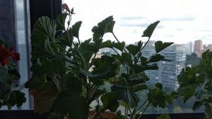 КОРОЛЕВСКОЙ ПЕЛАРГОНИИ ОПАСНА ПОДКОРМКА ДРОЖЖАМИ !!!